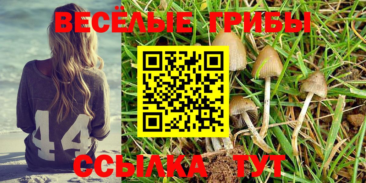 Псилоцибиновые грибы MAGIC MUSHROOMS  Псилоцибиновые грибы Cubensis  Вход с VPN  где купить наркотик  Великий Новгород 