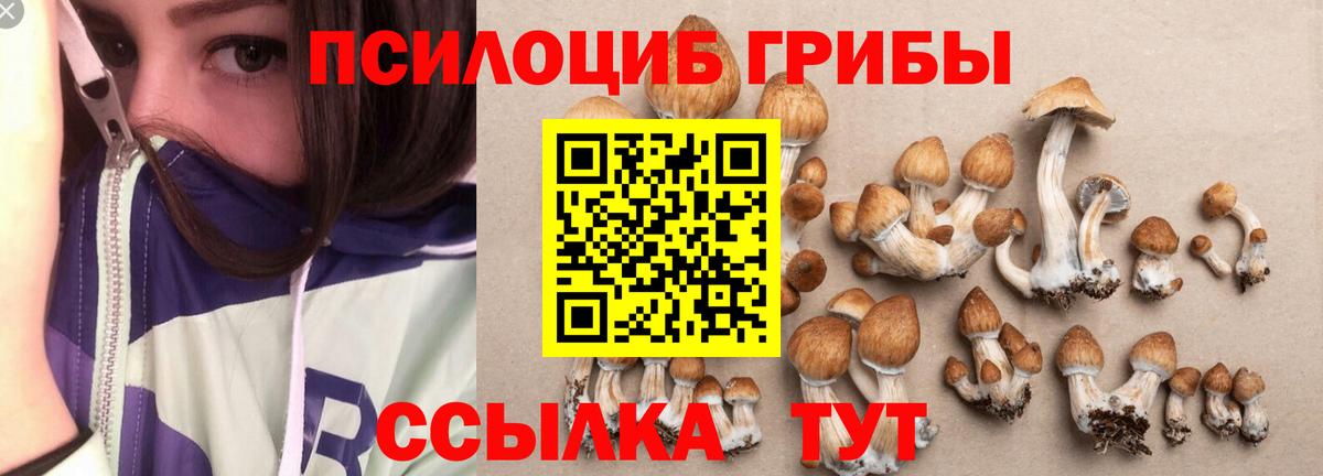 Псилоцибиновые грибы Psilocybine cubensis Великий Новгород